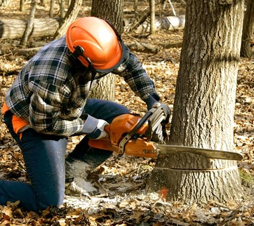 Tree Removal in Newfoundland, NJ